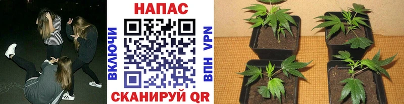 МАРИХУАНА White Widow  Лодейное Поле 